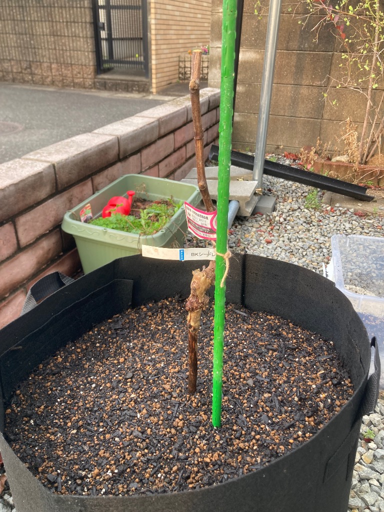 全体のレビュー画像 | 0-0