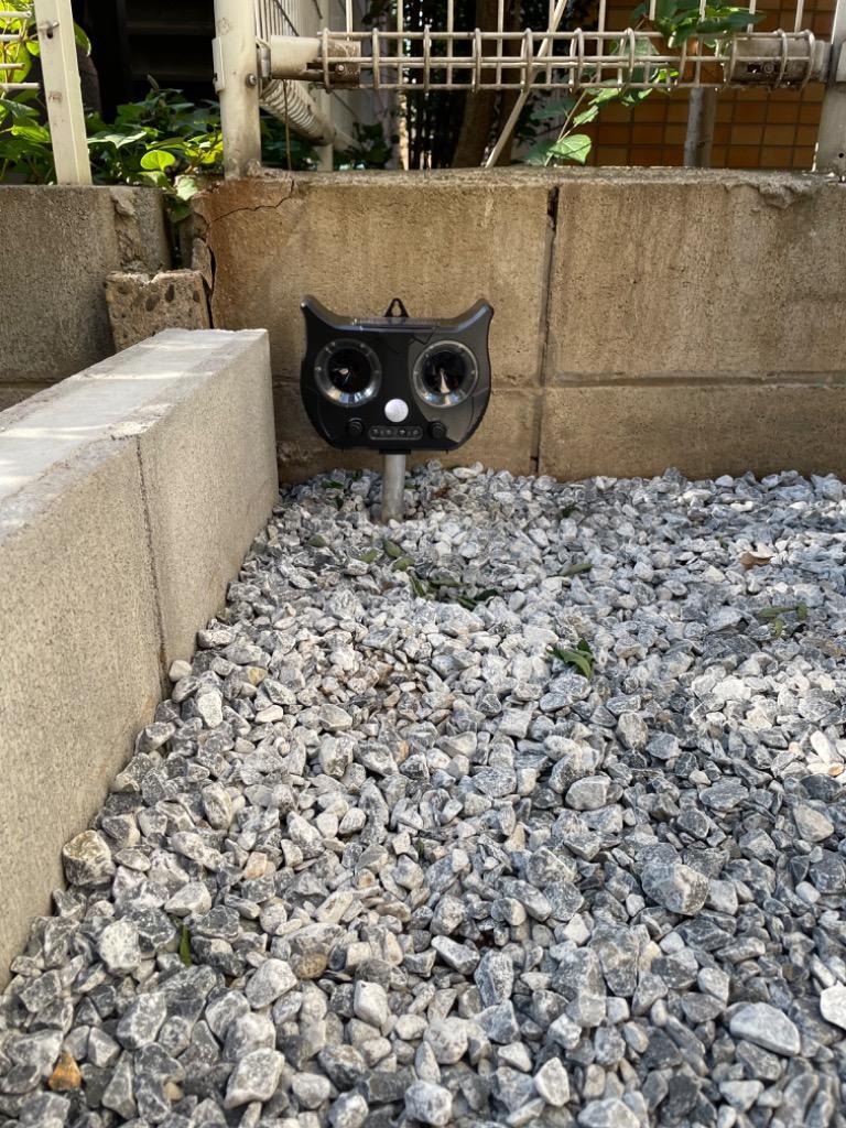 全体のレビュー画像 | 1-0