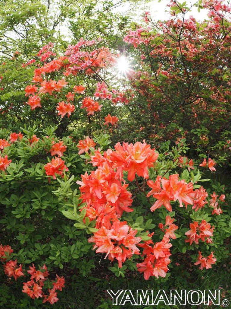 1件目のレビュー画像 | 0