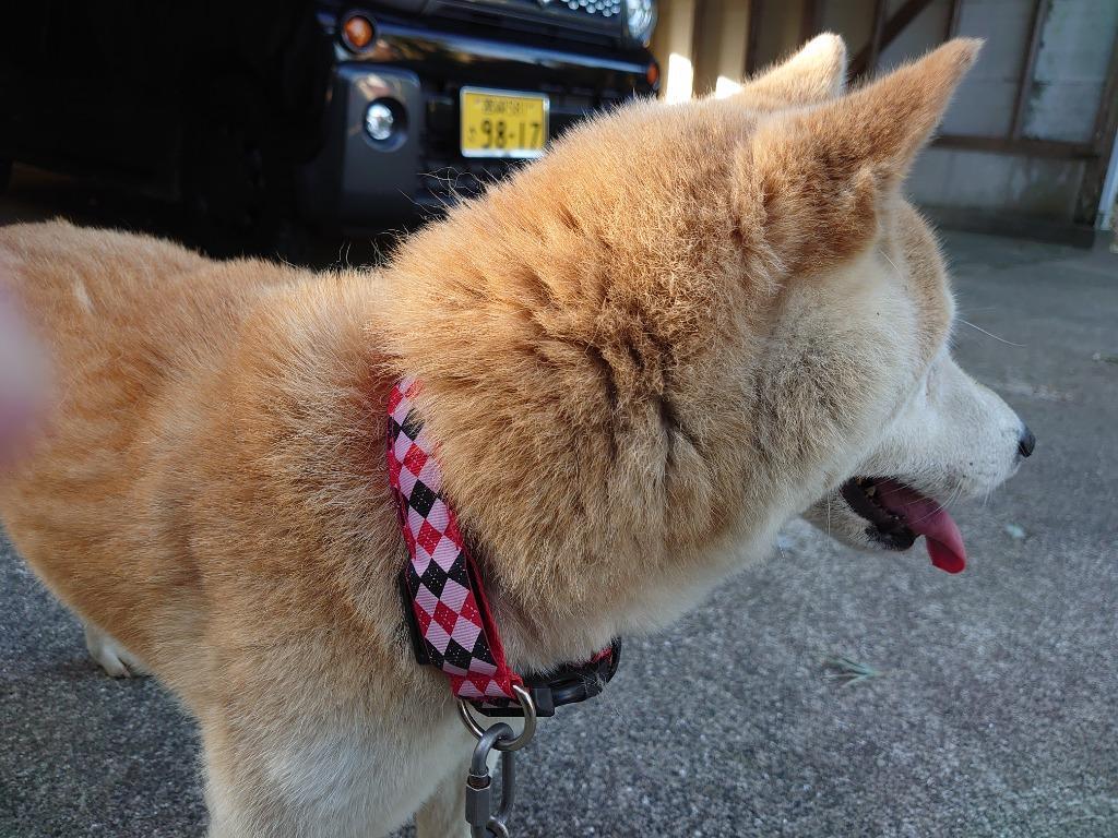 光る首輪 犬 アーガイル ダイヤ おしゃれ 夜 安全 ライト 小型犬 大型犬 :neckring-002:storepsn - 通販 -  Yahoo!ショッピング