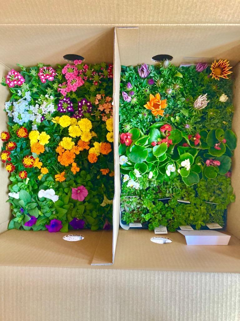 花苗 春セット 季節の花苗おまかせ48ポット ガーデニング 花壇