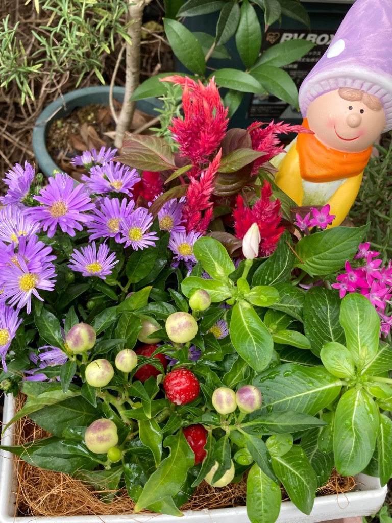 ☆sweetbasket☆季節のお花☆クリスマス寄せ植え☆ブラキプランター☆ FlowerKitchen 季節のお花の寄せ植え 花苗6種 タル型鉢