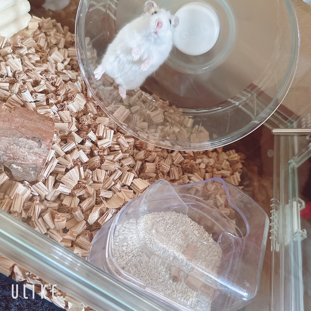 GEX GEX Harmony 小動物用飼育ケージ グラスハーモニー 450N