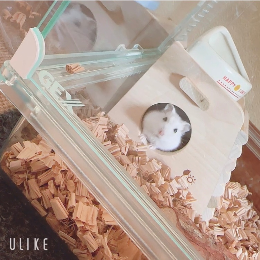 GEX GEX Harmony 小動物用飼育ケージ グラスハーモニー 450N