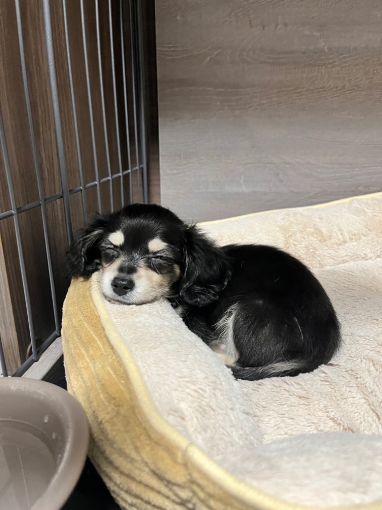 1件目のレビュー画像 | 0