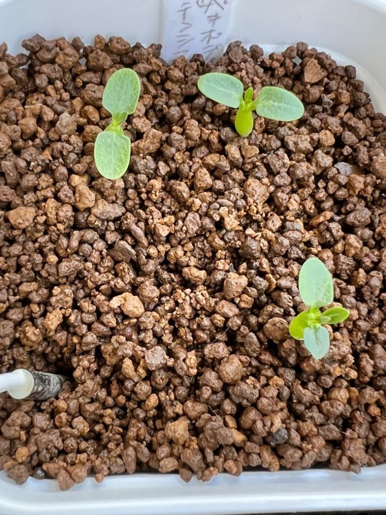 種子】パキポディウム・レアリー 5s Pachypodium lealii