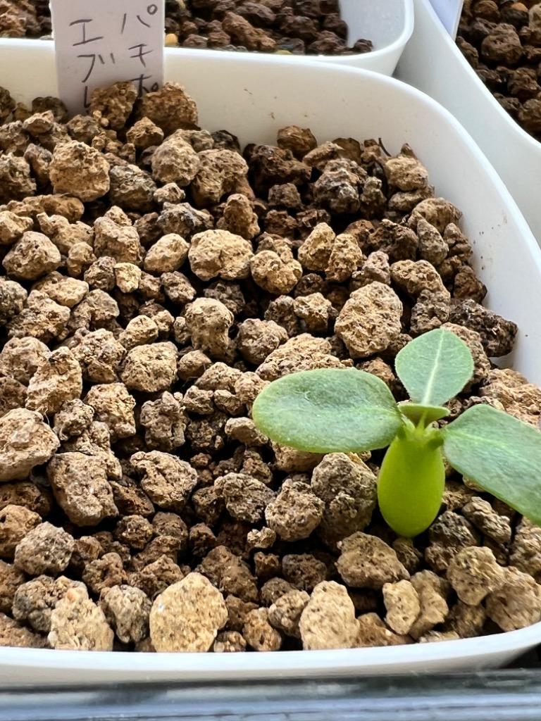 種子13粒 パキポディウム エブレネウム（Pachypodium Eburneum