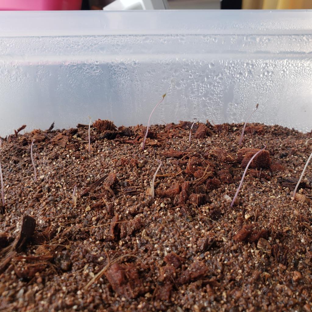 種子 500粒 亀甲竜 Dioscorea elephantipes の種子 種子100粒 亀甲竜(Dioscorea elephantipes)(アフリカ亀甲竜