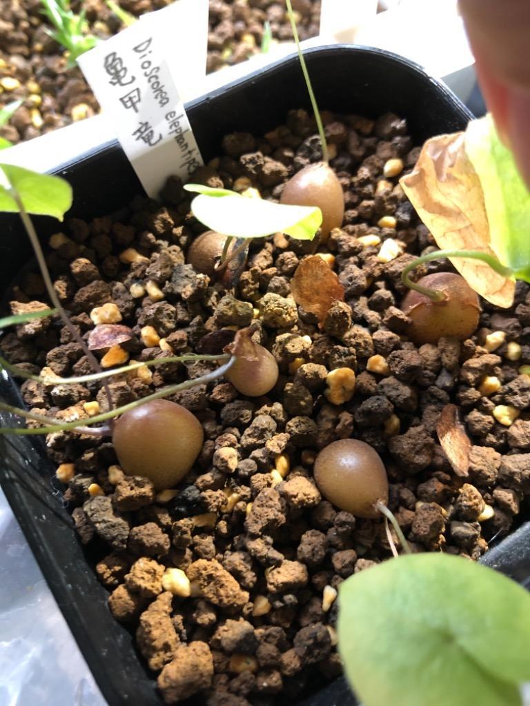 種子 500粒 亀甲竜 Dioscorea elephantipes の種子 楽天市場】多肉植物 塊根植物 種子 種 ディオスコレア