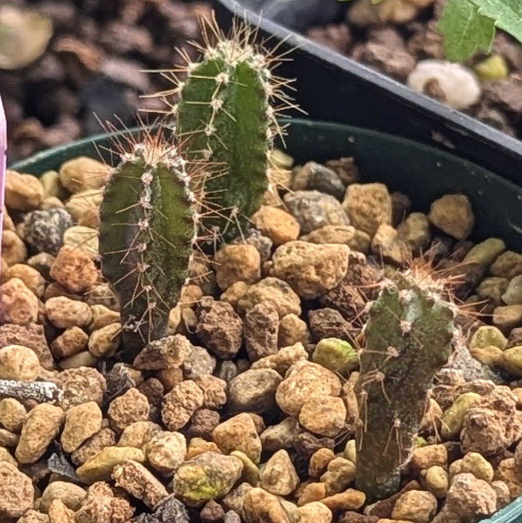 種子10粒　セレウス・ペルビアナス スピラリス(Cereus peruvianus spiralis)