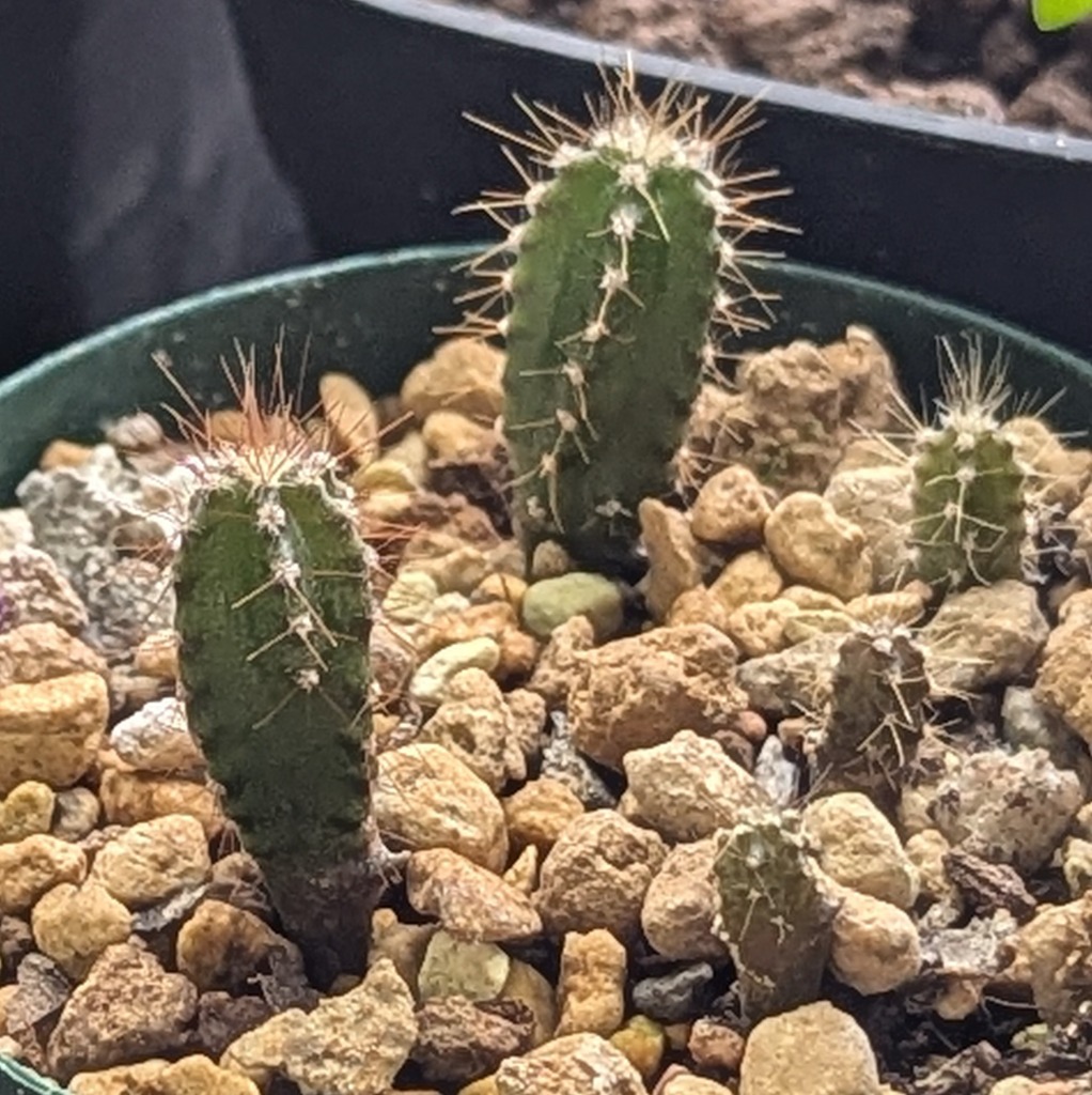 種子10粒　セレウス・ペルビアナス スピラリス(Cereus peruvianus spiralis)