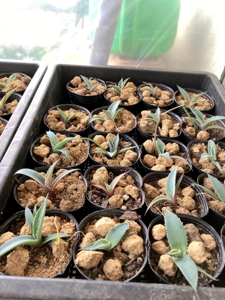 種子20粒・50粒・100粒 アガベの種子ミックス(Agave Mix) : mix-suc-agave : 多肉植物ワールド - 通販 -  Yahoo!ショッピング