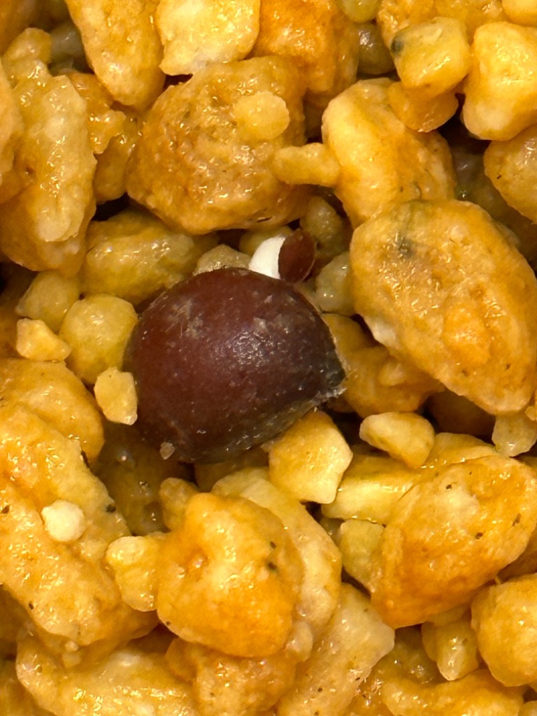 種子10粒 ブラヘア 'スーパーシルバー' (Brahea sp. 'Super Silver