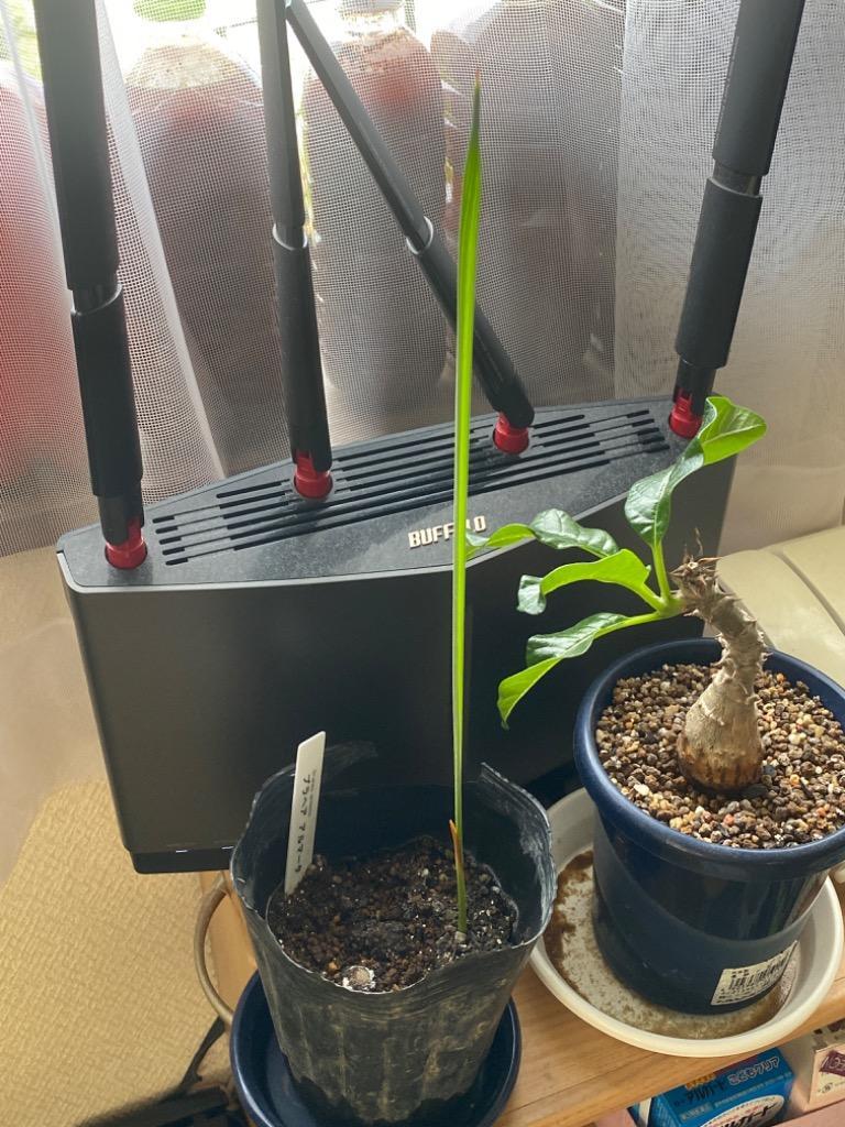 種子10粒 ブラヘア 'スーパーシルバー' (Brahea sp. 'Super Silver