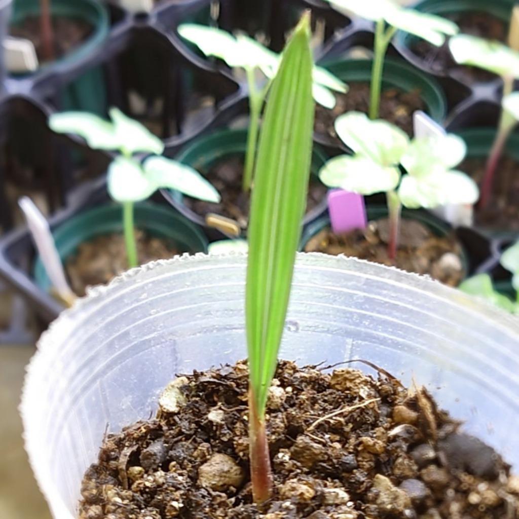 種子10粒 チャメロプス・フミリス・セリフェラ(Chamaerops