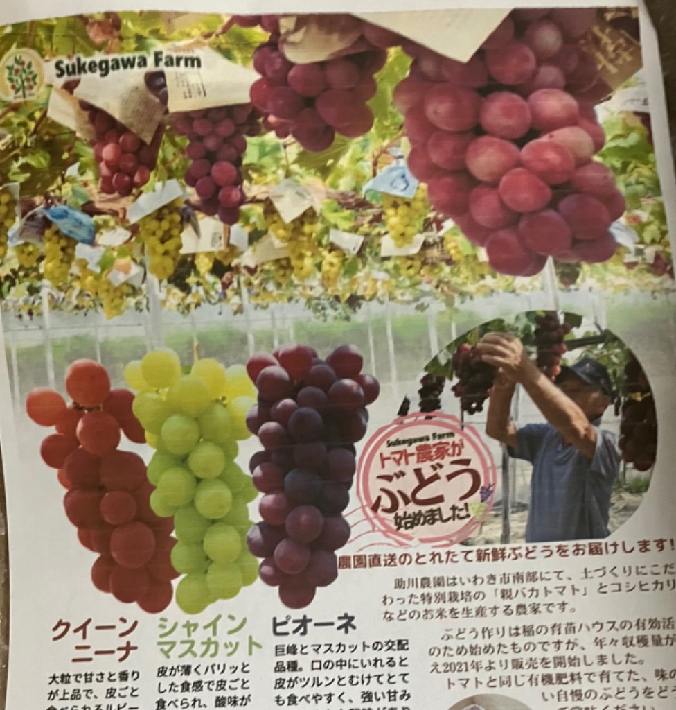家庭用ぶどう詰め合わせ　箱込み3.5kg ぶどう3種詰め合わせ約2kg 3〜5房入り 税込4030円 | 親