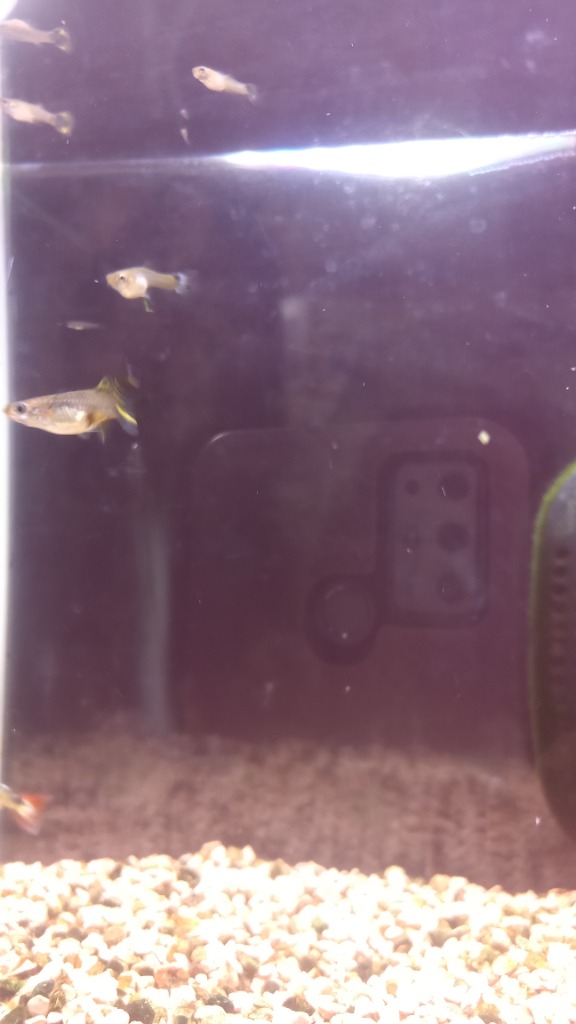 全体のレビュー画像 | 0-0