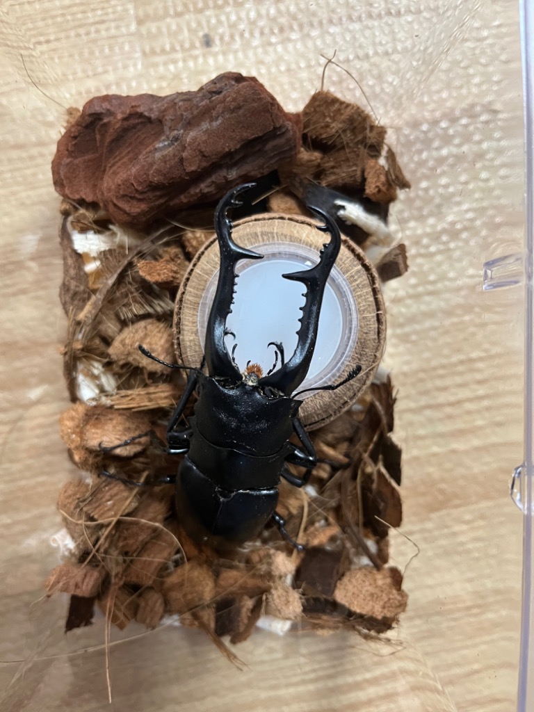 ギラファノコギリクワガタ 特大♂100mm〜単品 フローレス産