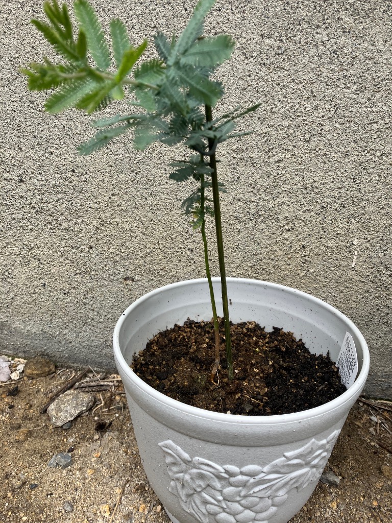 希少品種アカシア苗木花芽たくさん 匿名宅急便 希少品種アカシア苗木花芽たくさん 匿名宅急便 希少品種アカシア苗木