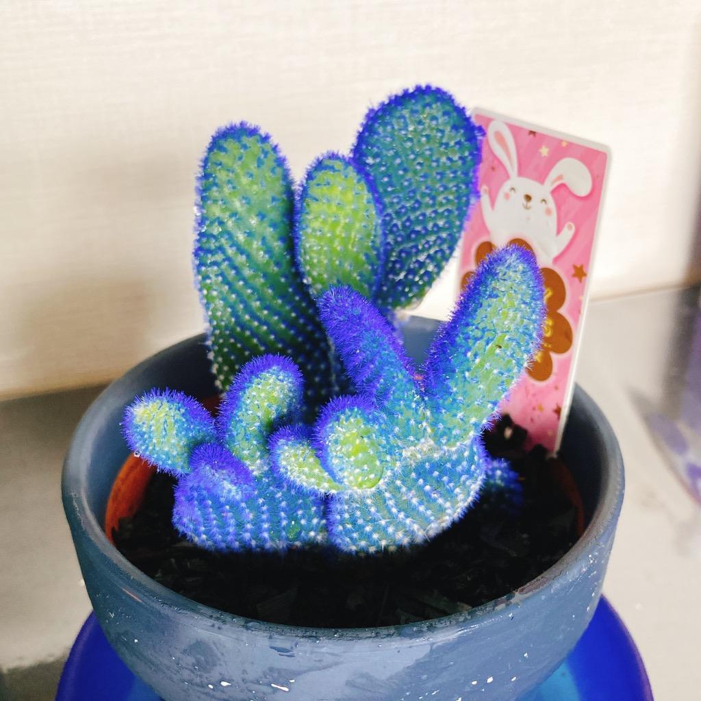ブルーバニーカクタス サボテン 可愛い : パリジェンヌ - 通販 - Yahoo
