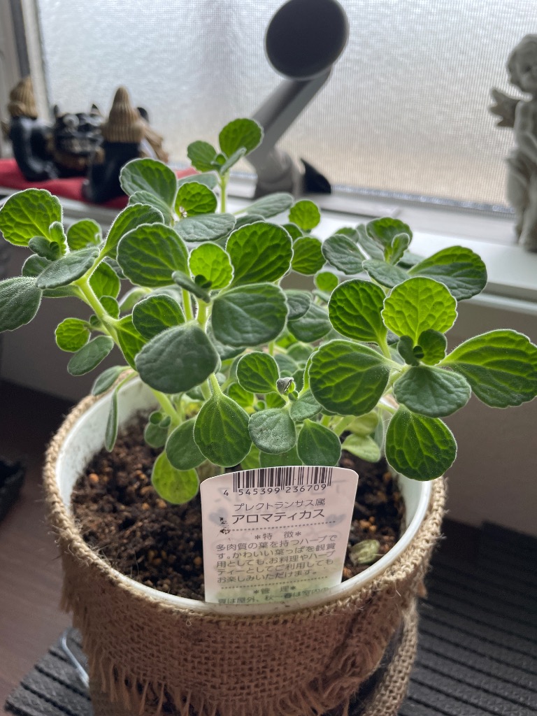 J無農薬 ミントの香り アロマティカス ハーブ 多肉植物 抜き苗 アロマ