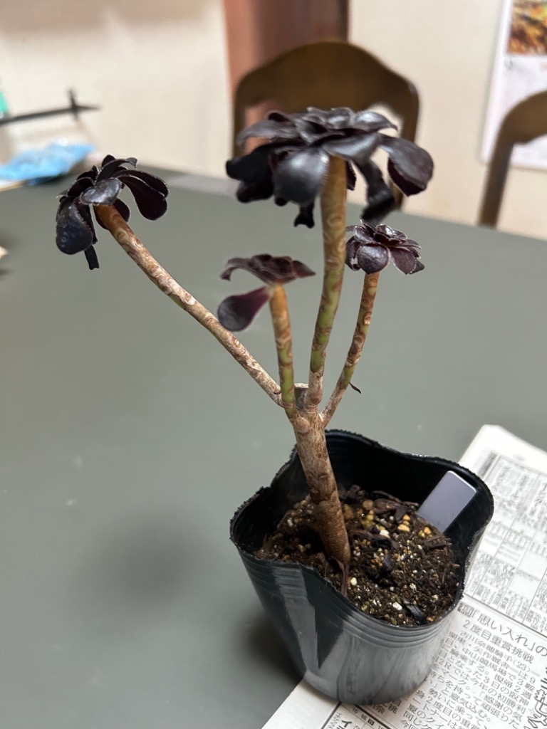 大人気 黒法師 アエオニウム 多肉植物 おしゃれ : パリジェンヌ - 通販