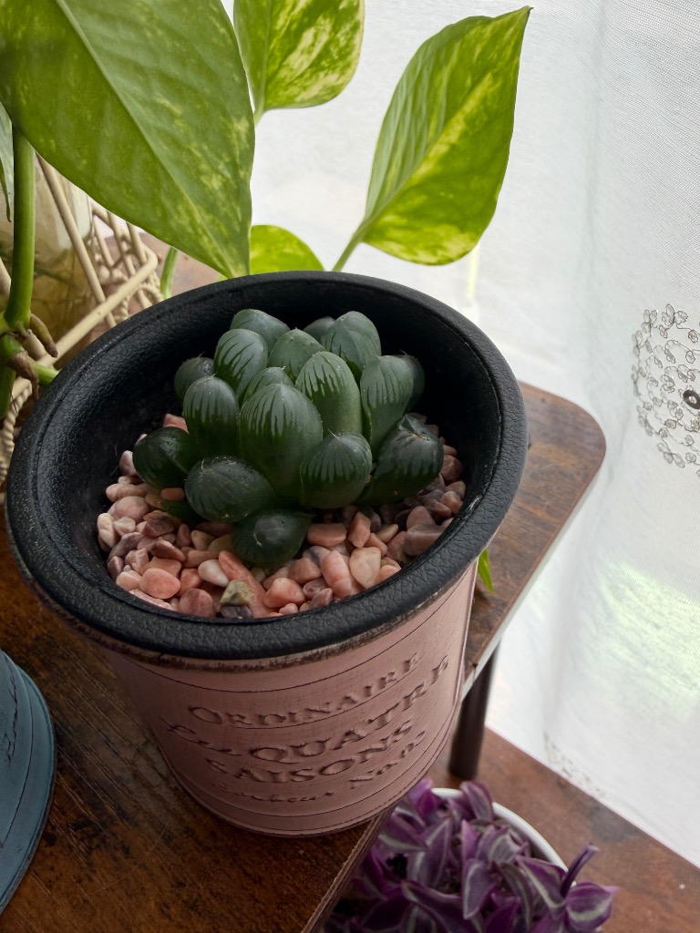 オブツーサ黒鉢 トゥルンカータ ハオルチア 美しい 多肉植物 : パリ