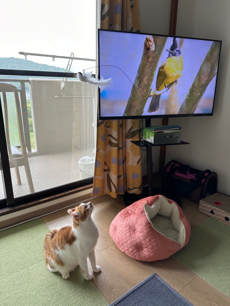 猫 おもちゃ 猫のおもちゃ 猫じゃらし 猫グッズ 猫用おもちゃ 猫 猫 おもちゃ 猫のおもちゃ 猫じゃらし 猫グッズ 猫用おもちゃ 猫