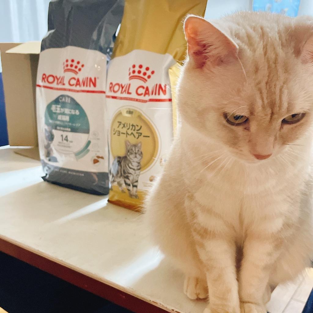 【値下げ】 CANIN アメリカンショートヘアー 2kg✖️２袋 Amazon | ロイヤルカナン FBN アメリカンショートヘアー 成猫用