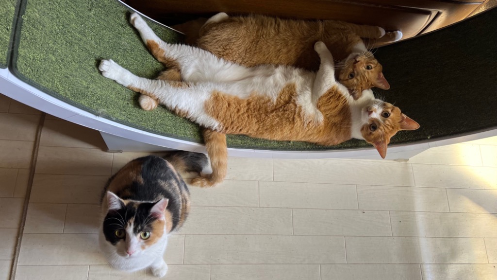 ロイヤルカナン ノルウェージャンフォレストキャット 2kg (猫 ロイヤルカナン ノルウェージャンフォレストキャット 2kg (猫