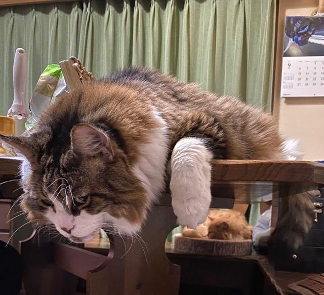 塩猫ノル ロイヤルカナン 【400g×2袋】ロイヤルカナン FBN ノルウェー