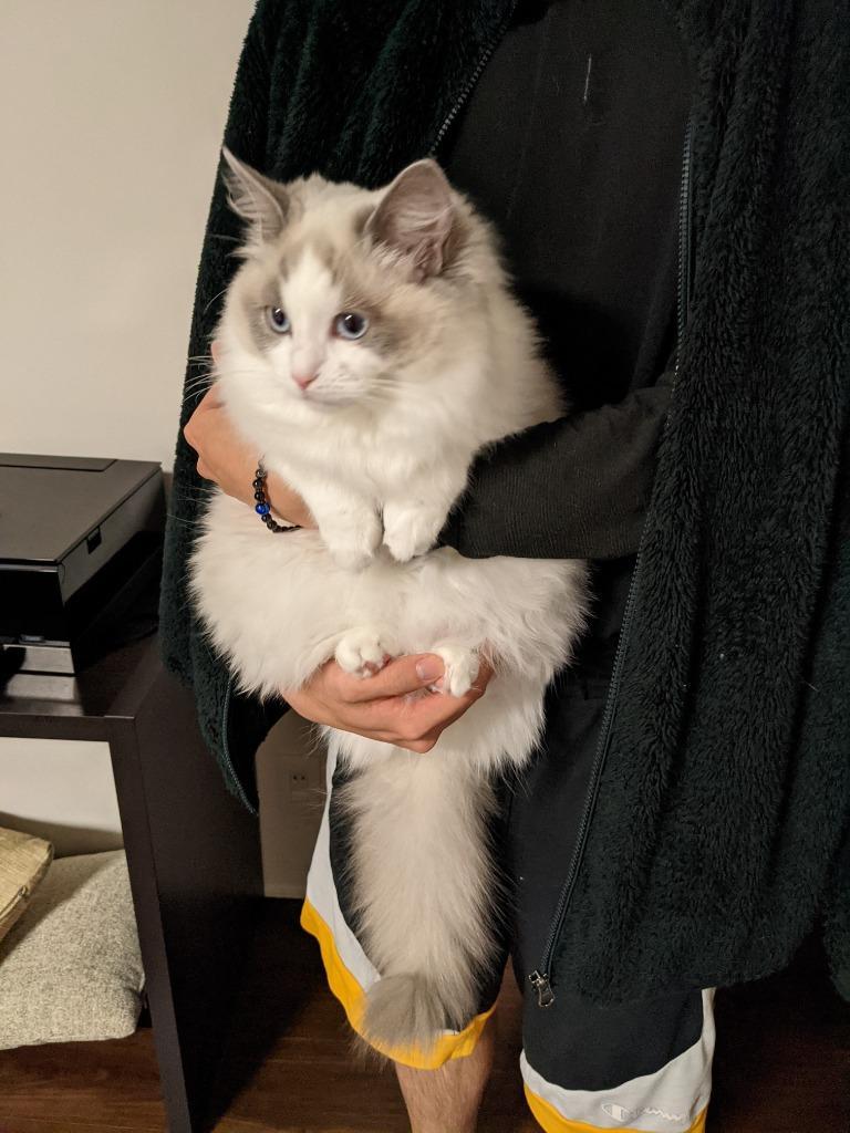 ニュートロ ワイルドレシピ キトン チキン 子猫用 2kg(猫・キャット