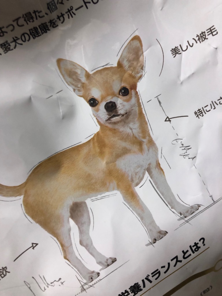 ロイヤルカナン チワワ 成犬用 3kg (犬・ドッグ) [正規品] ドッグフード 犬 ドライフード : 77450088 :  スイートペットYahoo!店 - 通販 - Yahoo!ショッピング