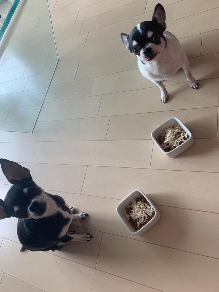 ロイヤルカナン チワワ 中・高齢犬用 3kg (犬・ドッグ) [正規品 ロイヤルカナン チワワ 中・高齢犬用 3kg (犬・ドッグ) [正規品