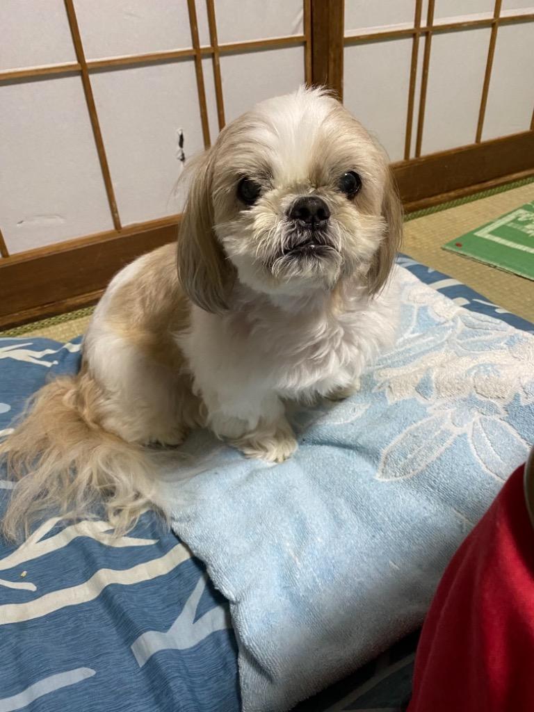 ロイヤルカナン シーズー 成犬・高齢犬用 1.5kg (犬・ドッグ) [正規品 