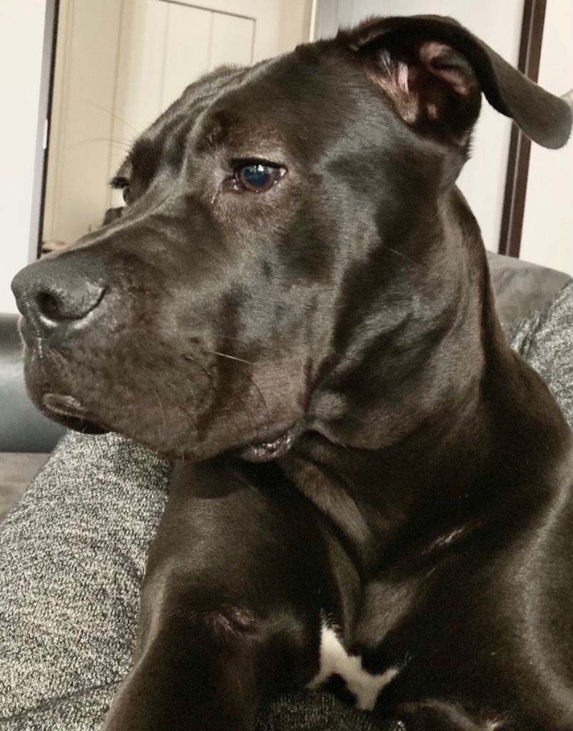 ロイヤルカナン SHN マキシ パピー 大型犬 成長後期の子犬用