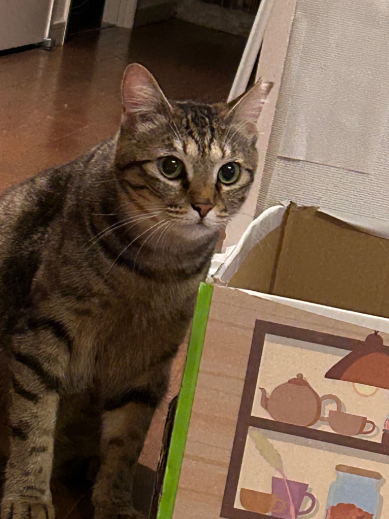 ロイヤルカナン インドア 猫用 10kg (猫・キャット) [正規品 ロイヤルカナン インドア 猫用 10kg (猫・キャット) [正規品