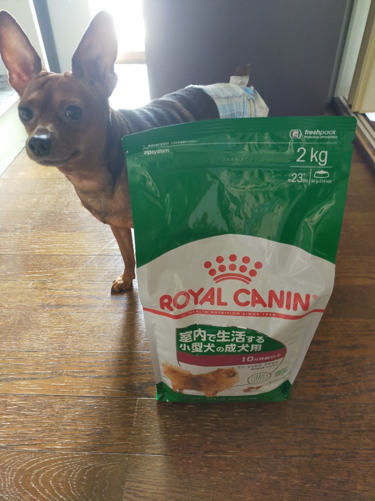 ロイヤルカナン　室内で生活する小型犬の子犬用 Amazon | ロイヤルカナン SHNミニ インドア パピー(室内で生活