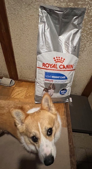 ロイヤルカナン ミディアム ライトウェイトケア 12Kg 成犬〜高齢犬用 Amazon.co.jp: ロイヤルカナン CCN ミディアムライト ウェイト