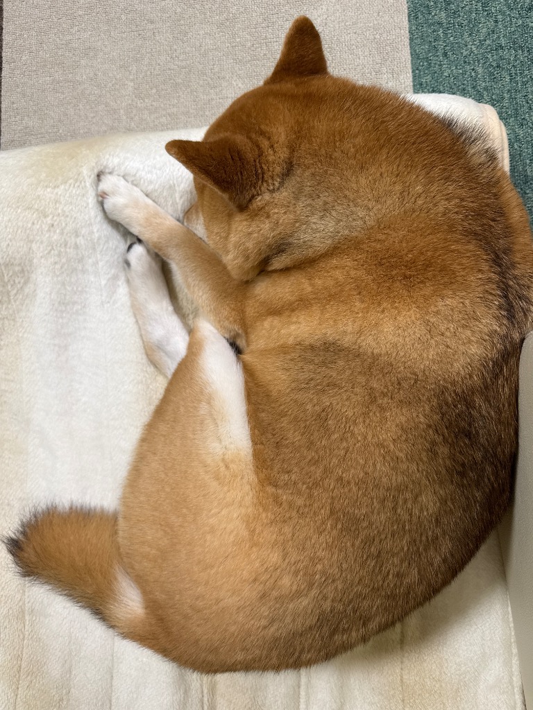 ロイヤルカナン □4/25クーポン有□【3kg×2袋】ロイヤルカナン