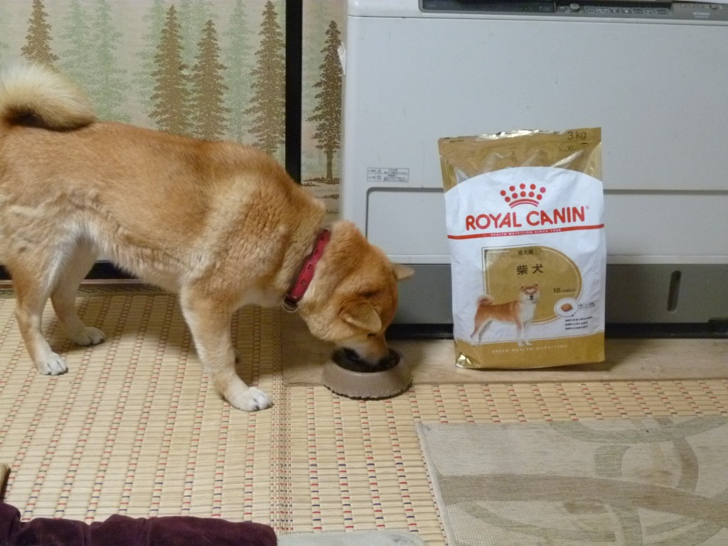 3kg×2袋】ロイヤルカナン 柴犬 成犬用 (犬・ドッグ) [正規品 