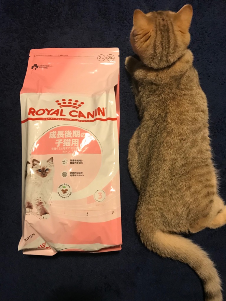 2kg×2袋】 ロイヤルカナン キトン 成長後期の子猫用 (猫・キャット 