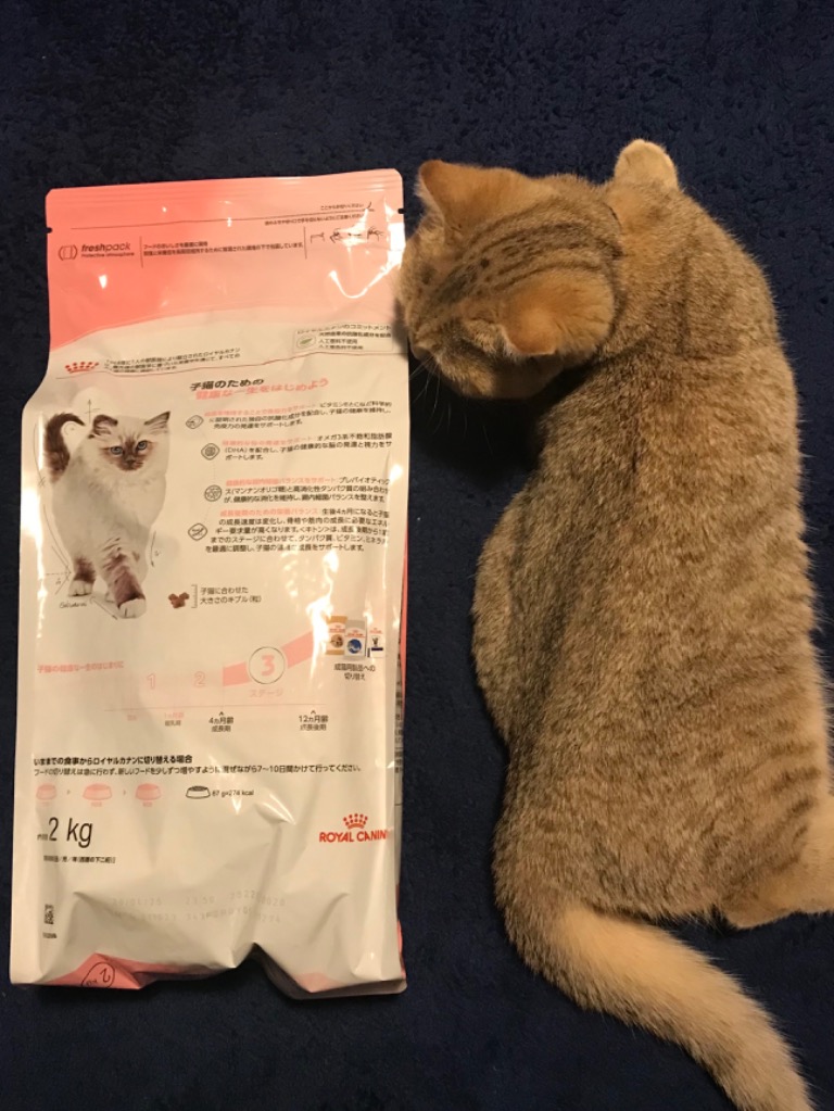 2kg×2袋】 ロイヤルカナン キトン 成長後期の子猫用 (猫・キャット 