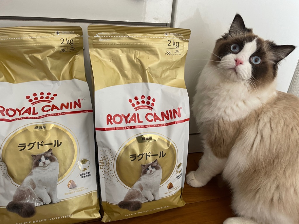 2kg×2袋】ロイヤルカナン ラグドール (猫・キャット)[正規品 