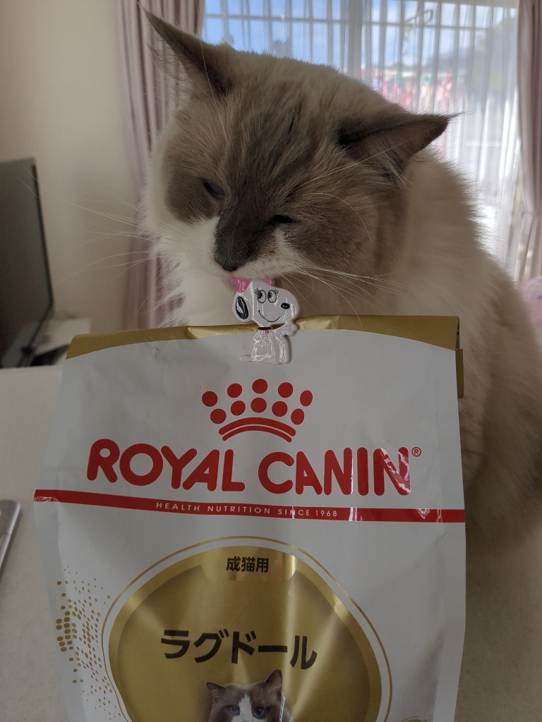 2kg×2袋】ロイヤルカナン ラグドール (猫・キャット)[正規品 