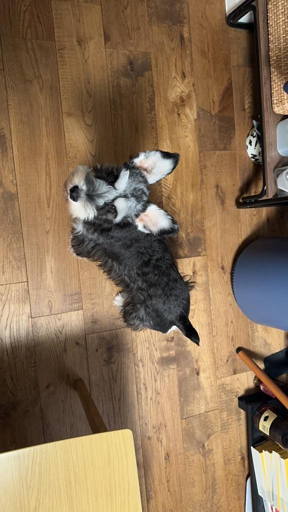 3kg×4袋】ロイヤルカナン ミニチュアシュナウザー 成犬・高齢犬用 (犬 