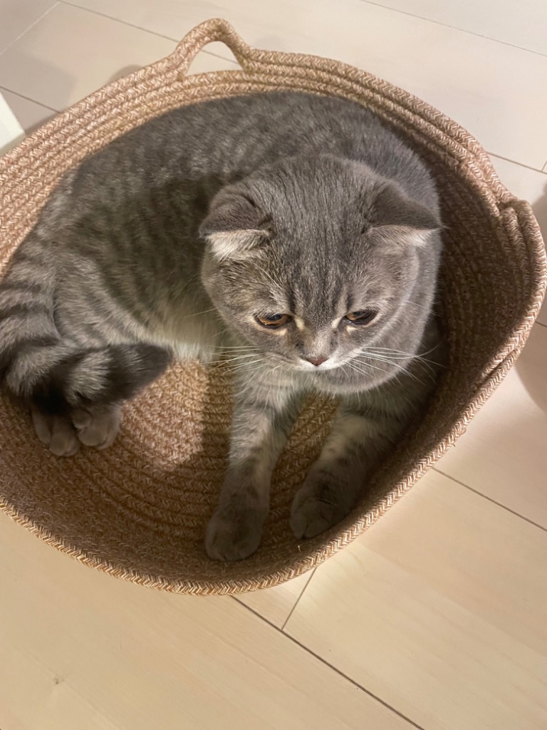 Pet Style 猫ベッド 猫 ちぐら型 ペットベッド 犬 ベッド マット Pet Style 猫ベッド 猫 ちぐら型 ペットベッド 犬 ベッド マット