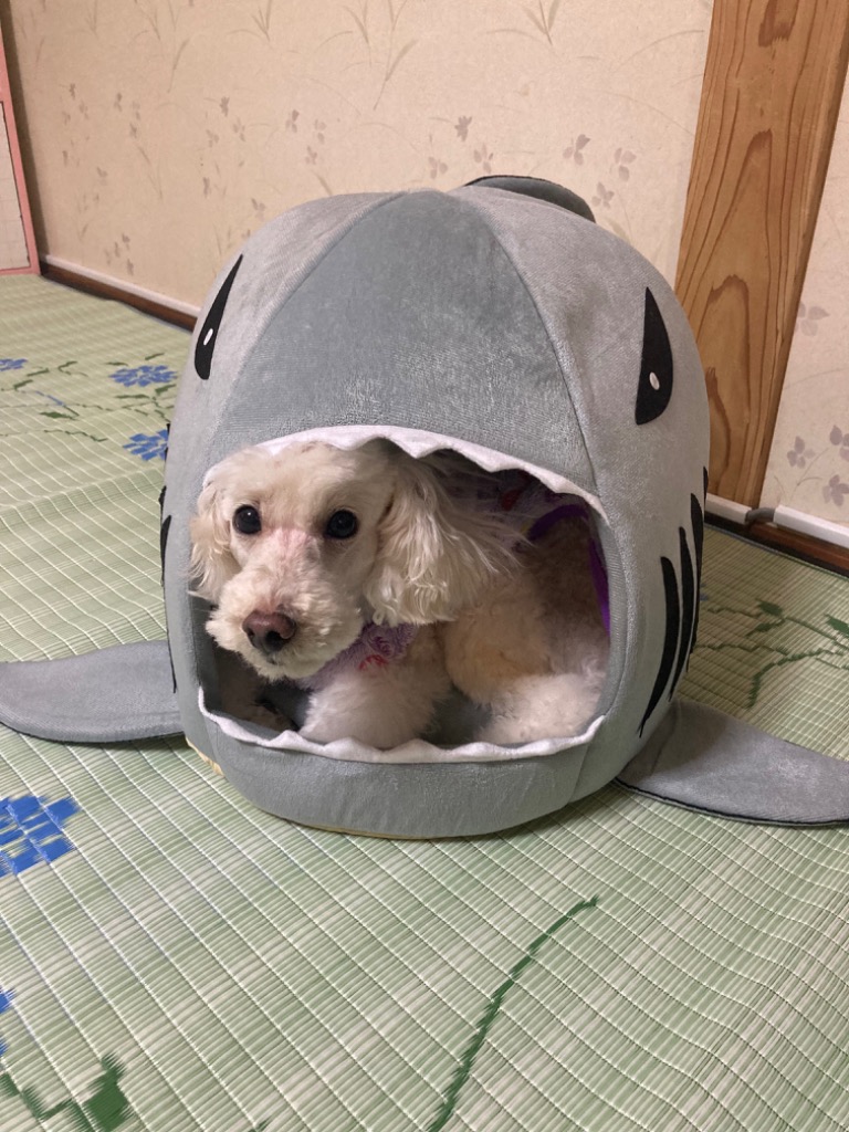 レビュー画像