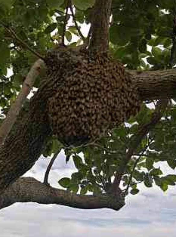 ミツバチ誘引剤ミツバチ誘引ルアー 養蜂を始める方に ニホンミツバチ専用  日本蜜蜂 分蜂群誘引剤 屋上養蜂 巣箱 待ち箱に 約45日間効果持続
