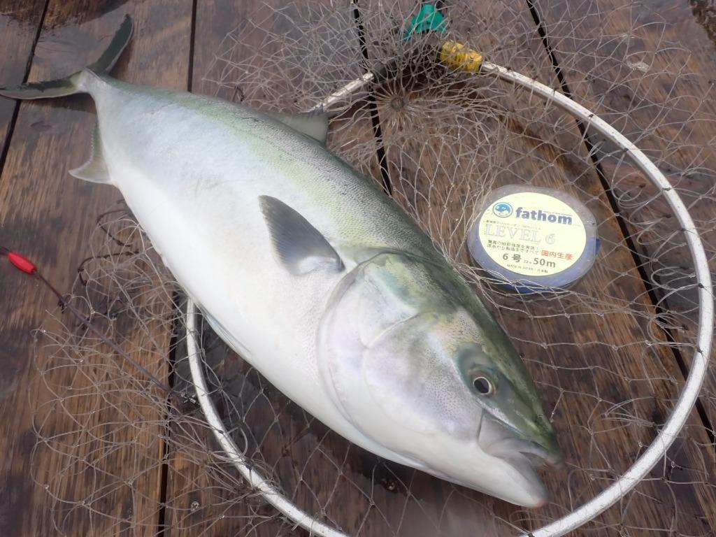 練餌海道 冷凍エサ 海上釣堀 一撃の青物 ドラキュラ ☆ポイント全額払い不可 850076 :850076:フィッシングショップTポート - 通販 -  Yahoo!ショッピング